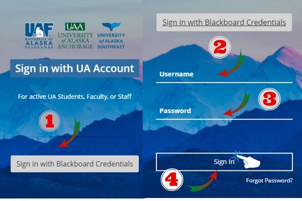 Instructions for Logging Into UAF Blackboard Online